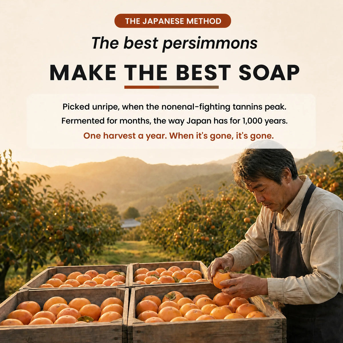 The persimmon harvest